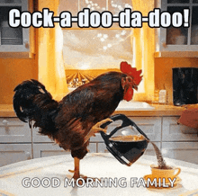 Rooster Morning GIF - Rooster Morning Wake Up GIFs