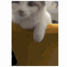 Kot Bimer11 Cute GIF - Kot Bimer11 Cute Cute Cat GIFs