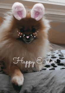 a pomeranian dog wearing bunny ears with the words happy easter below it