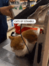 Orange Cat Istanbul GIF - Orange Cat Istanbul Cats GIFs