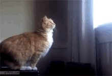Failed Cat GIF - Failed Cat GIFs