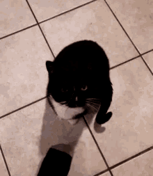 Cat Whiskers GIF