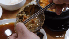 a person is eating a crab with chopsticks and the words made in animatica are visible
