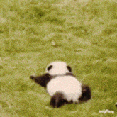 Cute Panda Panda Play GIF - Cute Panda Panda Play Baby Panda GIFs