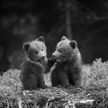 two bear cubs are playing with each other in the grass .