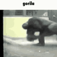 gorilla spinning wild hyper