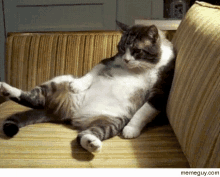 Fat Cat Sigh GIF - Fat Cat Sigh Lounge GIFs