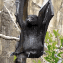 a black bat is hanging upside down from a tree branch