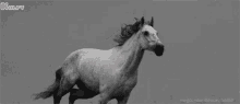 Galloping Horse Gif GIF - Galloping Horse Gif Horse GIFs