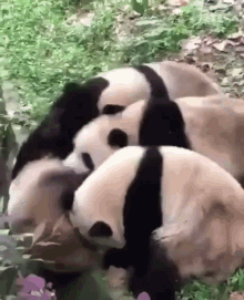 Panda Push GIF - Panda Push Falling GIFs