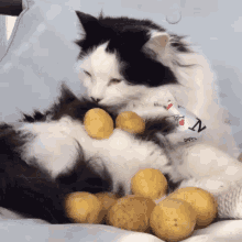 Couch Potato Potato GIF - Couch Potato Potato Cat GIFs