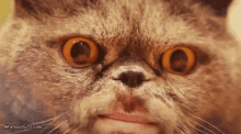 Oh Really Cat GIF - Oh Really Cat Creepy Face GIFs