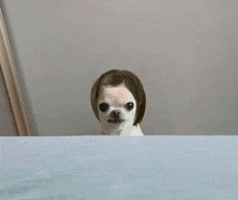 a small dog wearing a wig is peeking over a table .