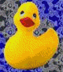rainbow gif rainbow colorful duck changing colors