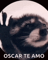 Raccoon Rave GIF