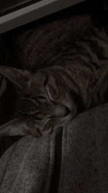 Dajm Korven Cat Sleeping GIF - Dajm Korven Cat Sleeping Cat GIFs