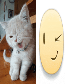 a kitten with its eyes closed next to a smiley face with the letter k on it