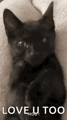 a black cat is laying on a blanket and looking at the camera .
