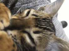 Nakai Cat GIF - Nakai Cat Cute GIFs
