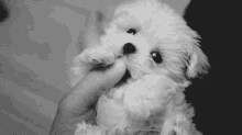 Dog Puppy GIF - Dog Puppy Cuddle GIFs