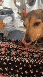 a dog is licking a woman 's knee in a laundry room