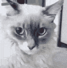 Cat Wtf GIF - Cat Wtf What The Fuck GIFs