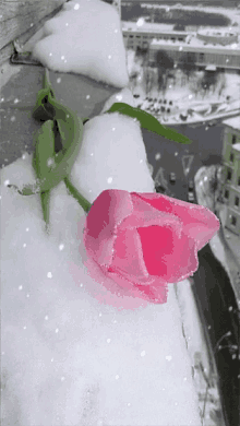 Pink Rose GIF - Pink Rose White GIFs