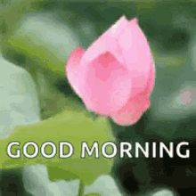Good Morning Flowers GIF - Good Morning Flowers Blooming Of A Flower GIFs
