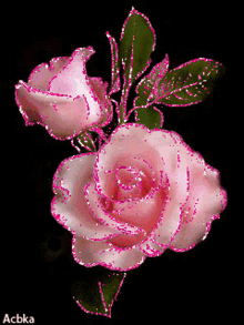 Flowers Pink Roses GIF