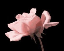 Flower Blooming GIF - Flower Blooming Good Morning GIFs