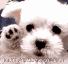goodbye dog maltese wave waving