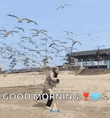 a person standing in front of a flock of seagulls with the words good morning and hearts