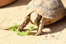 Salad Naaas GIF - Salad Naaas Turtle GIFs