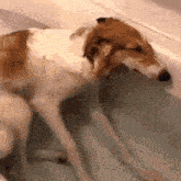 a brown and white dog is laying in a bathtub full of water