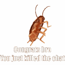 congrats you killed chat