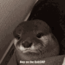 Bobsmp Otter GIF - Bobsmp Otter GIFs