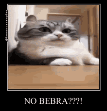 Cat Bebra GIF - Cat Bebra No GIFs