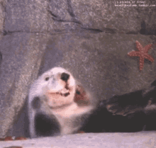 Otter Happy GIF - Otter Happy Smiling GIFs