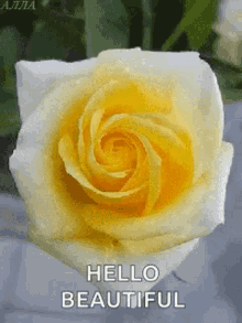 Hello Beautiful Yellow GIF - Hello Beautiful Yellow Rose GIFs