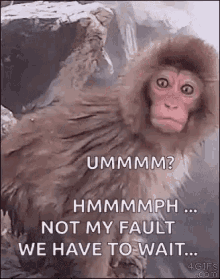 Monkey Not My Fault GIF - Monkey Not My Fault We Have To Wait GIFs