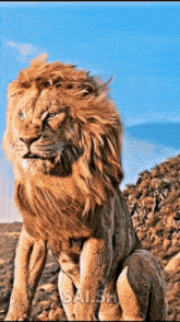 a lion with a long mane is standing on top of a hill looking at the camera .