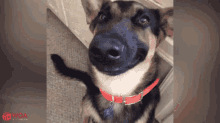 Dogs Smile GIF - Dogs Smile Smiling Dog GIFs