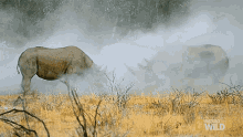 Confrontation Witness A Rhino Rumble GIF - Confrontation Witness A Rhino Rumble Stomp GIFs