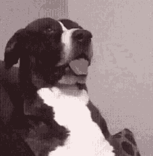 a black and white dog is sitting in a chair with its tongue out .