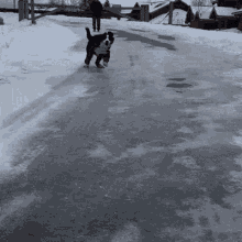 Dog Ice GIF - Dog Ice Fall GIFs