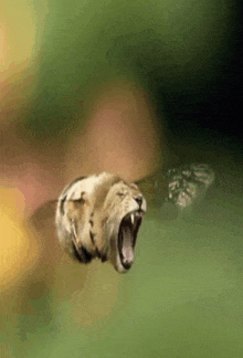 a lion flying through the air with its mouth wide open