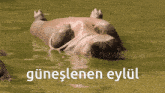 Eylul Yorgun GIF - Eylul Yorgun Hipopotam GIFs