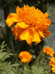 Bunga Flower GIF