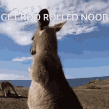 Roorolled Kangaroo GIF - Roorolled Kangaroo Roo GIFs