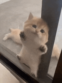 a kitten is peeking out of a glass door .